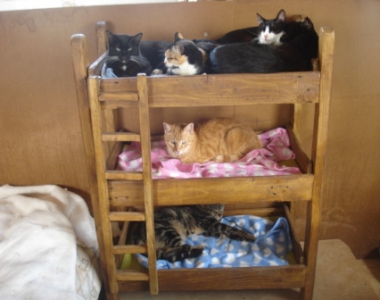 LA PANDILLA DE LA LITERA