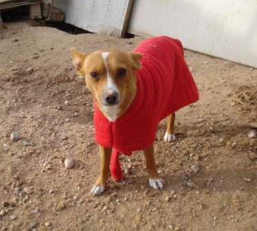 LLEGA EL FRIO Y HAY QUE ABRIGARSE