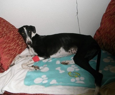 ONCE LA COMODONA