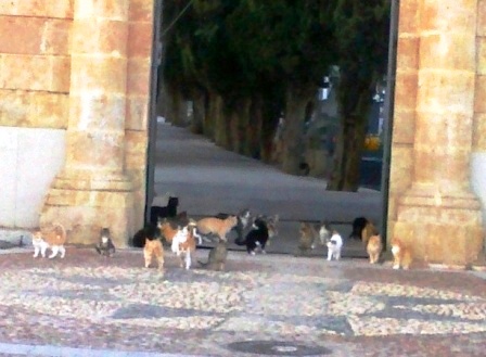 LOS GATITOS DEL CEMENTERIO ESPERAN A FREDES