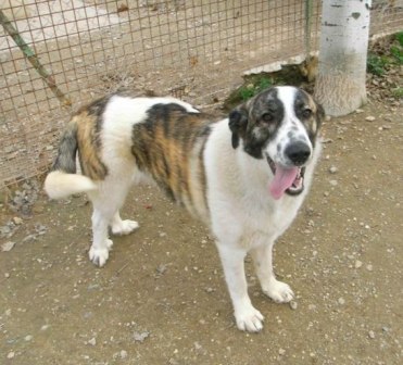 ROCO