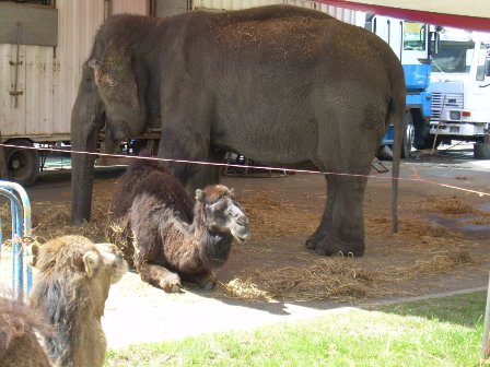 CIRCO ROMA ELEFANTE