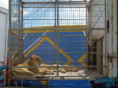 CIRCO ROMA: DENUNCIAMOS ESTADO DE LOS ANIMALES