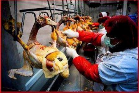 LA CRUELDAD DEL FOIE EN TU PLATO