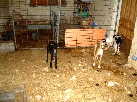 GALGOS ENCERRADOS EN LA RAD