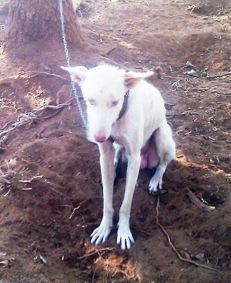 LA LAGUNILLA: PERROS MALTRATADOS Y CADÁVERES EN LA FINCA DE UN CAZADOR