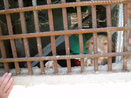 PERROS ENCERRADOS EN UNA CASETA