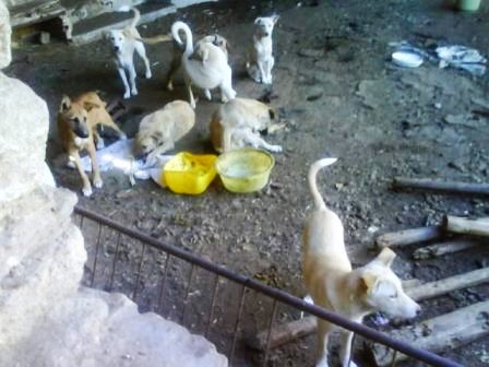 PERROS ENCERRADOS EN LA FREGENEDA