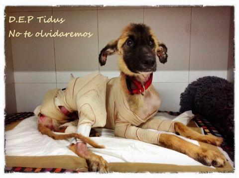 TIDUS, NO TE OLVIDAREMOS