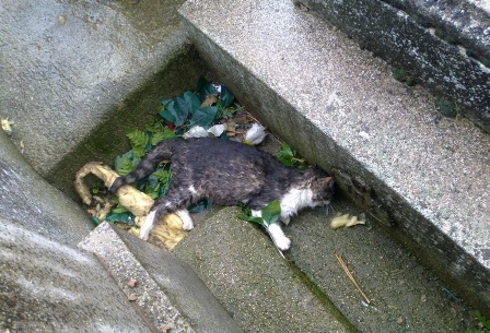 gatito congelado 2