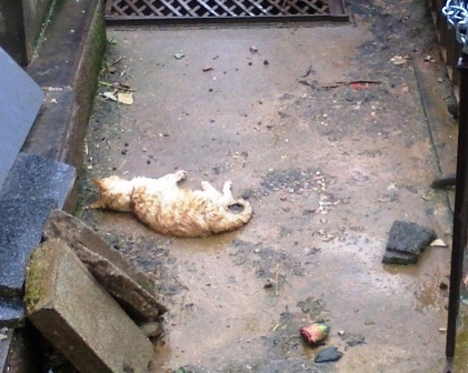 GATITOS CONGELADOS EN EL CEMENTERIO DE SALAMANCA