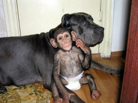 EL BEBÉ CHIMPANCÉ Y SU MAMÁ ESPECIAL