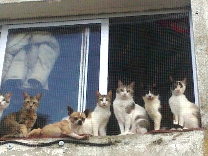 EL PEQUEÑO INTRUSO DE LA VENTANA