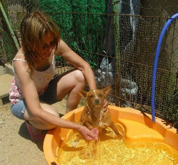 PERRETES AL AGUA…!!!!