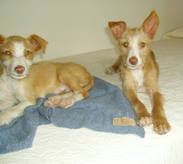 MERCHE Y CHUSCO