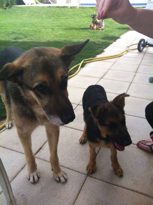 VAINILLA Y TRITÓN ADOPTADOS