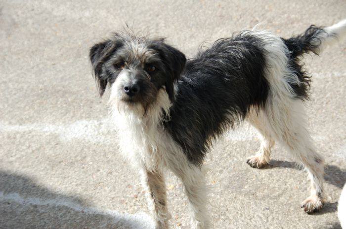 PELUCA ADOPTADA !!!