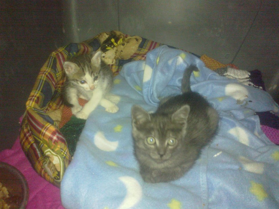 Foto de Vega y Mau