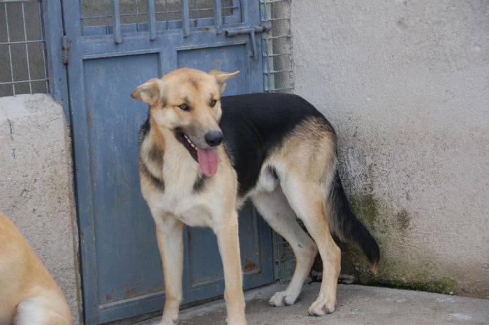 PEPÍN ADOPTADO !!!