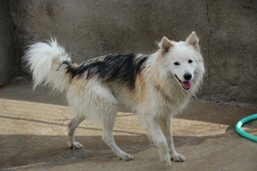 BUDY ADOPTADO !!!
