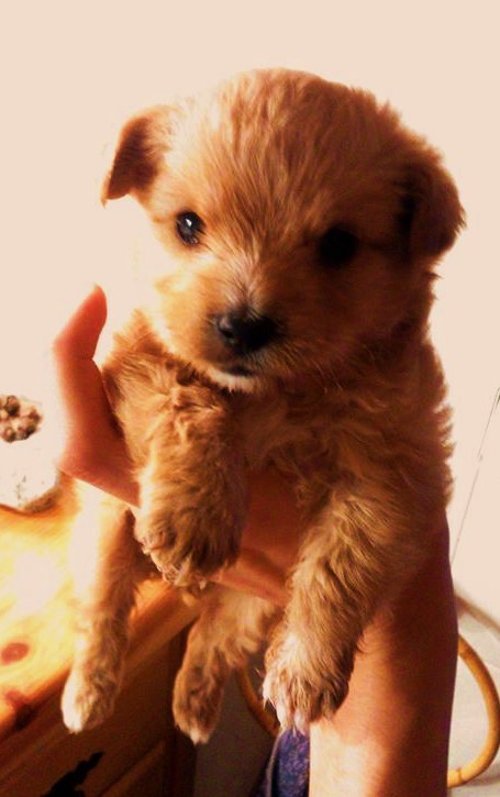 CHIQUITÍN ADOPTADO !!!