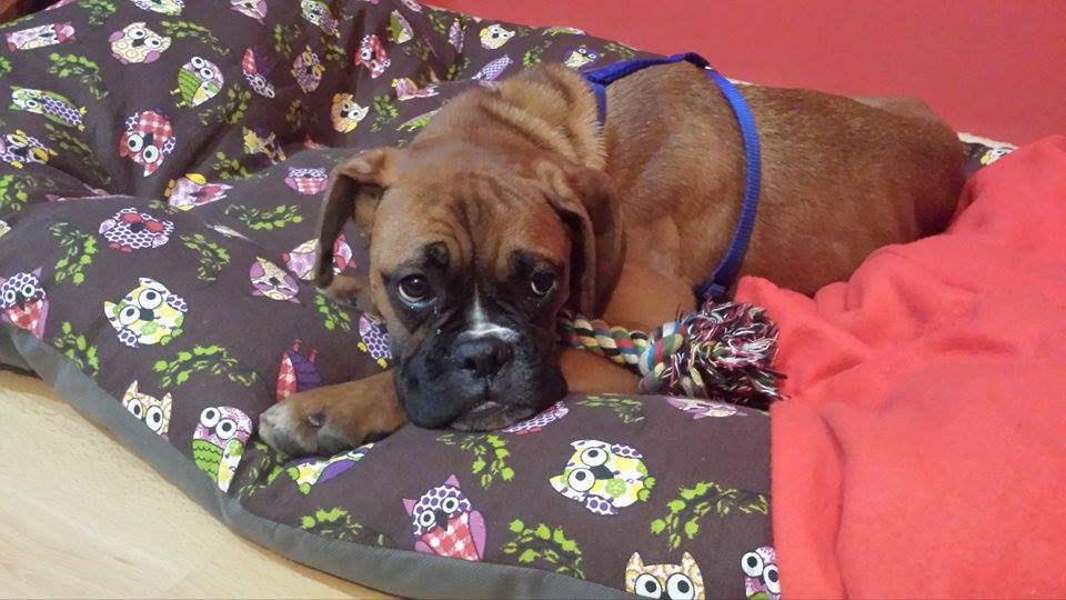 fOTO DE fLORA EN SU NUEVO HOGAR