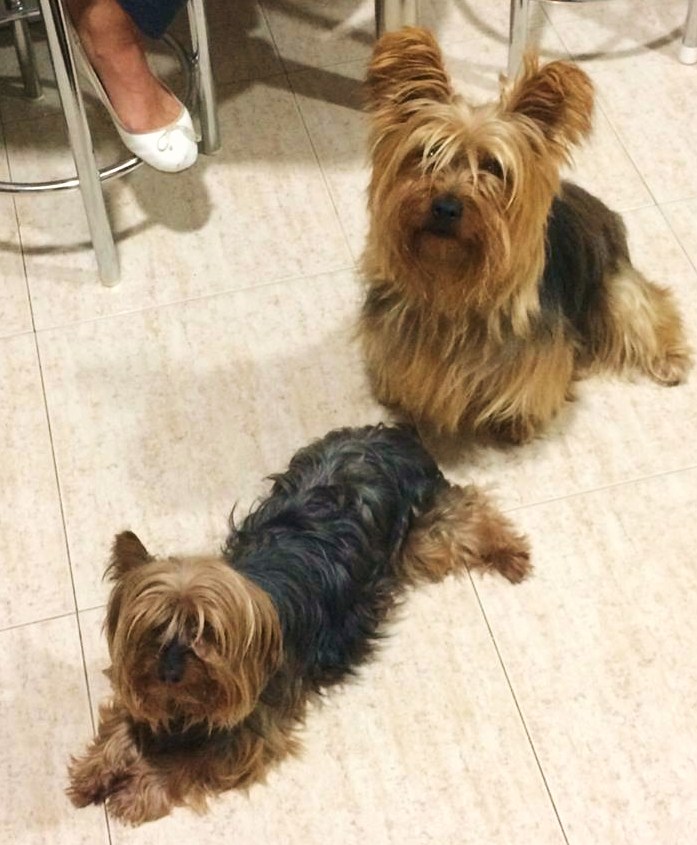 Foto de Canica con su nuevo compañero Pipo