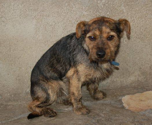 BOLINCHE ADOPTADO !!!