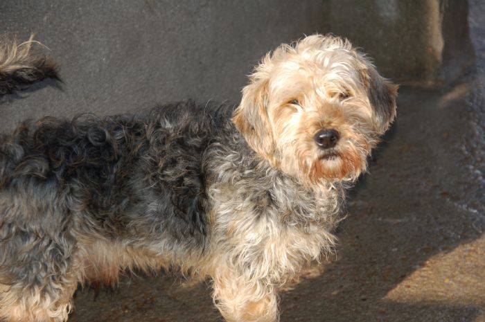 BOLO YA ESTÁ ADOPTADO !!!!