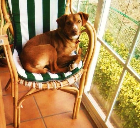 LINDA ADOPTADA!!!