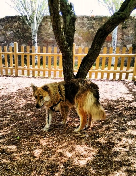 Sibari en el jardín de su nuevo hogar a la sombra del árbol