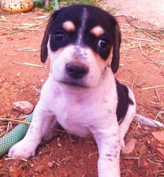 La cachorrita Trufa.