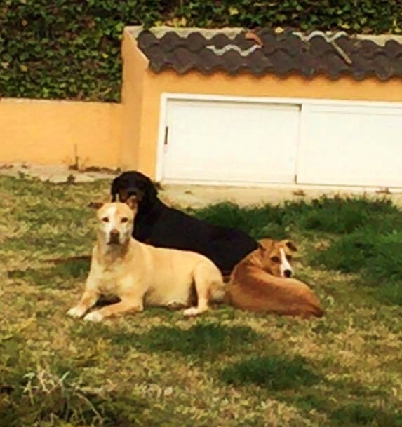 Sena en el jardín de su nuevo hogar junto a sus nuevos compañeros perrunos
