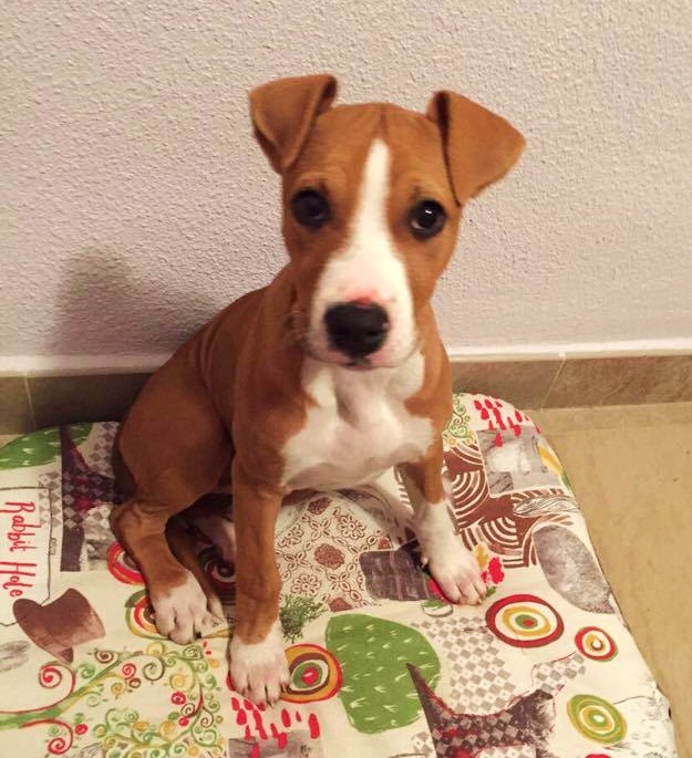 Sena en su nueva camita