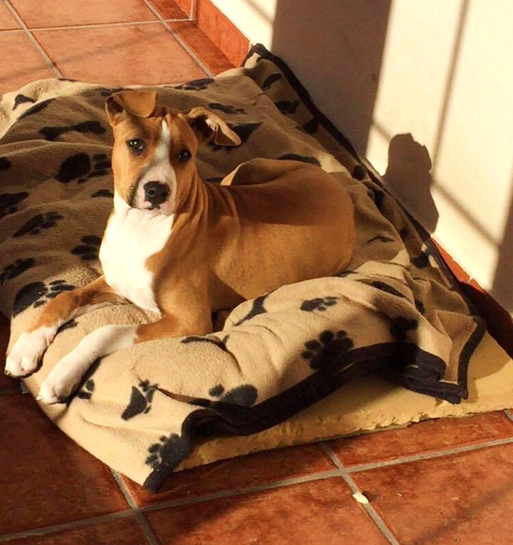 Sena tomando el sol en su nuevo hogar