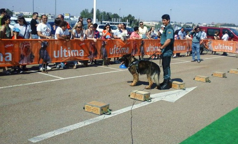 Perro detector de explosivos haciendo demostración
