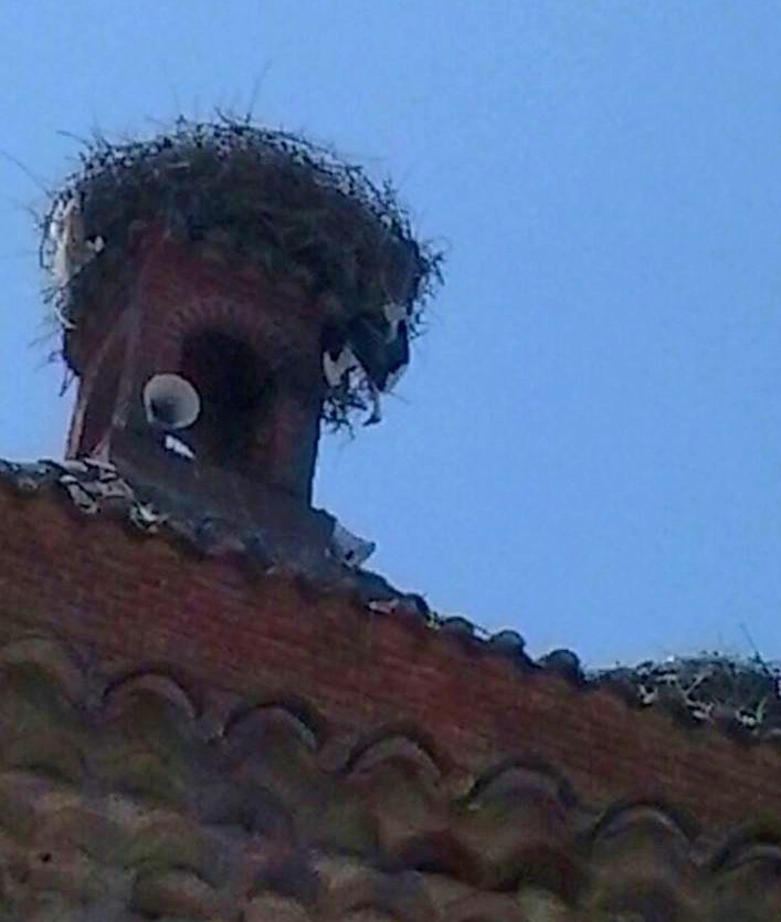 Cigüeña colgando enganchada de una pata en su nido