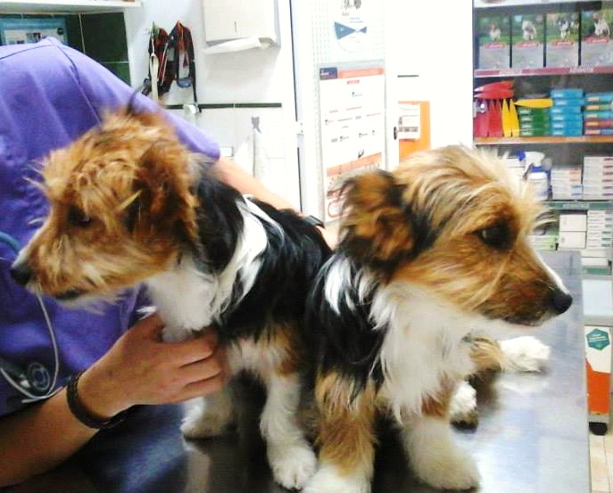 Los dos muñequitos de aspap en adopción ( perritos)