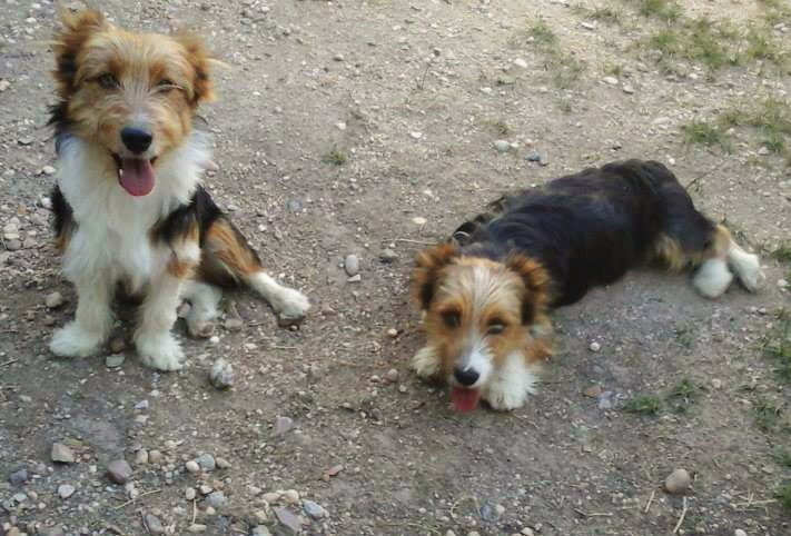 Los 2 muñequitos de aspap en adopción ( perritos)