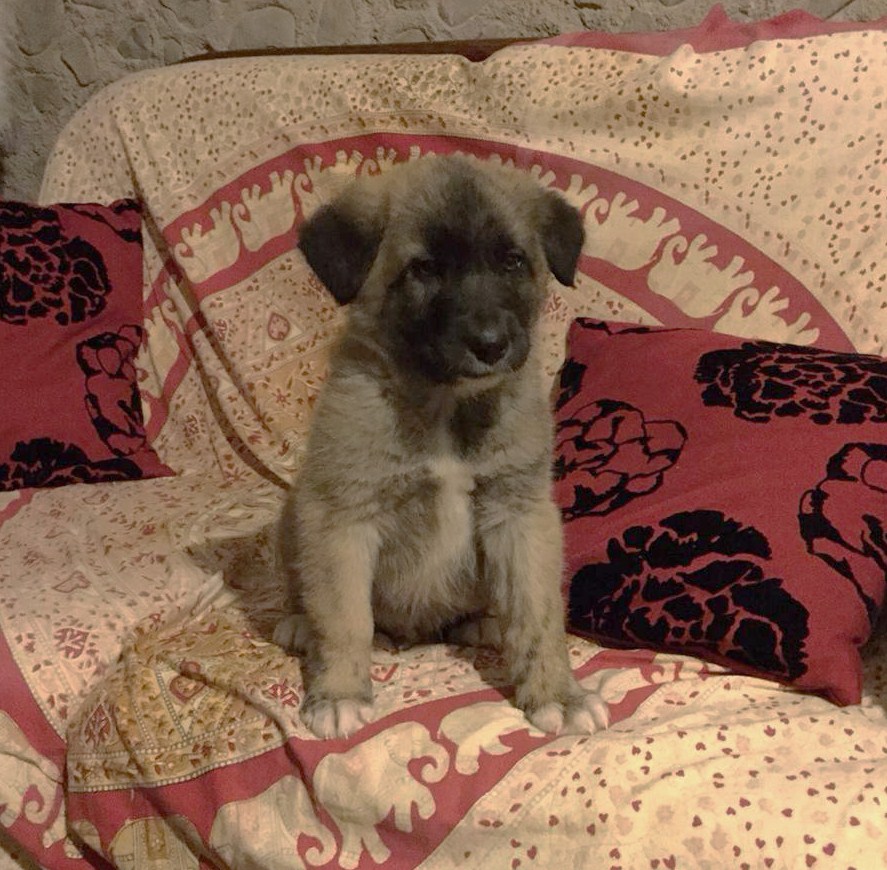 Mozart disfrutando en su nuevo hogar