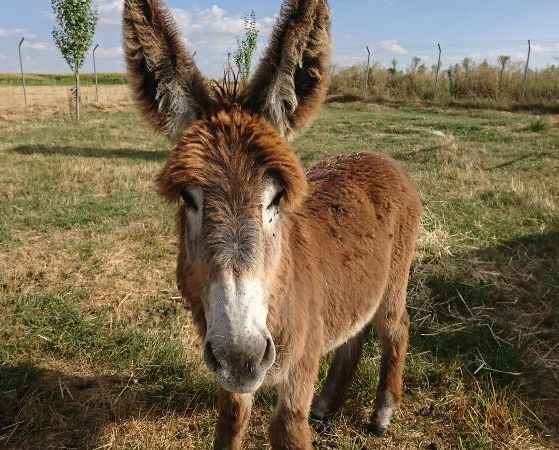 12 PLATERO WEB