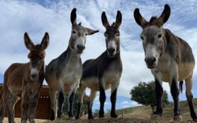PLATERO ES FELIZ Y DANI ROVIRA LE LLAMA BENJAMÍN