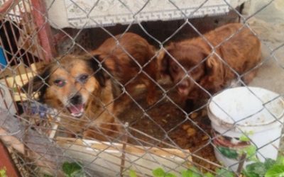 PERRITAS MALTRATADAS Y GATOS FAMÉLICOS EN RESTAURANTE FRENTE A FERIA MONOGRÁFICA DE SALAMANCA