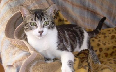 FLEMING, EL GATITO QUE SE CUELA EN EL CLÍNICO PARA PEDIR AYUDA