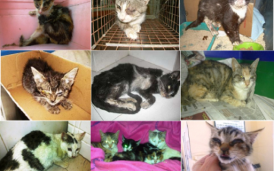 NUEVOS ENVENENAMIENTOS DE GATOS EN EL CEMENTERIO DE SALAMANCA