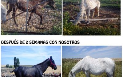 LAYA Y KALESI, DOS YEGUAS ABANDONADAS PARA MORIR,