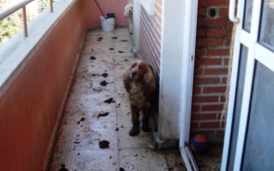 PERROS ENCERRADOS EN UN BALCÓN DE SANTA MARTA DE TORMES