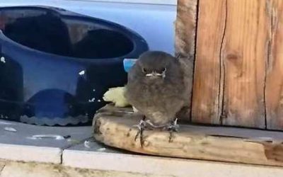 UN PEQUEÑO POLLUELO REVOLUCIONA «ALGARABÍA»
