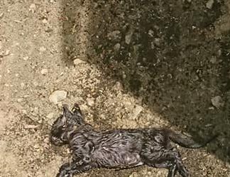 CRUELDAD EN EL CEMENTERIO DE SALAMANCA