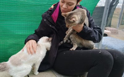 DOS GATAS, UNA HUMANA Y UN SOLO CORAZÓN